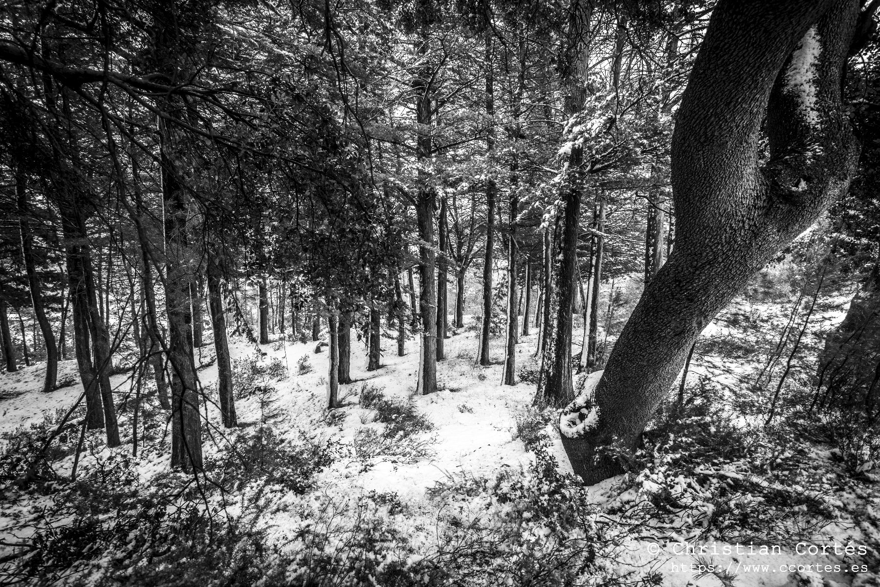 Nieve en Alicante 08